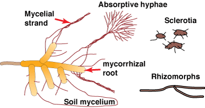Mycelium Hyphae