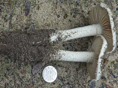 Amanita sp. a mushroom from WA