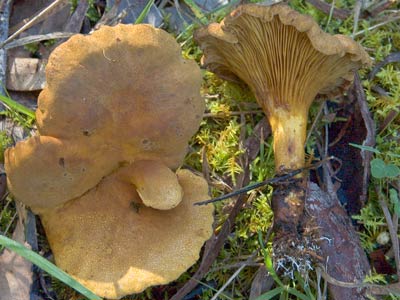 Austropaxillus a mushroom with gills