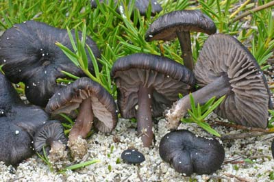 Entoloma? sp. - mushroom New Zealand