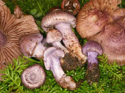 Inocybe violaceocaulis a mushroom