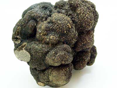 Tuber melanospora - Black Truffle