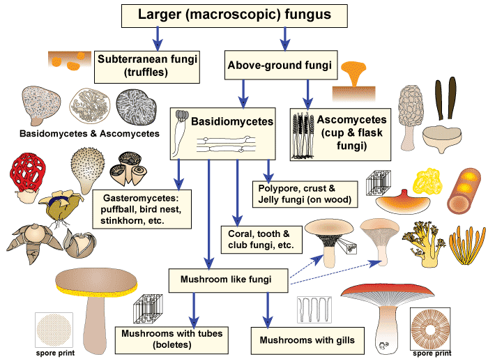 type of fungus