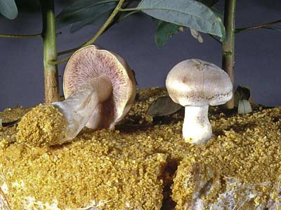 Hebeloma sp. - mushroom WA