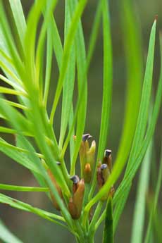 Podocarpus - female plant
