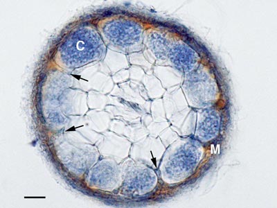 Ectomycorrhizas of Arbutus