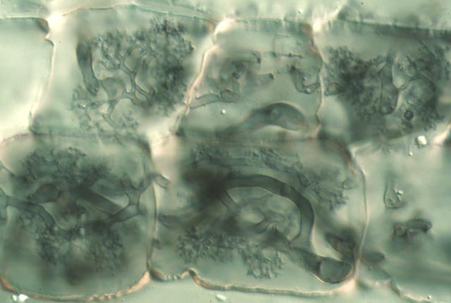 Arbuscules of Erythronium (40 KB)