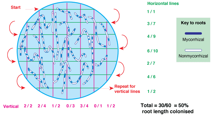 The gridline intersection method for VAM assessement part 2