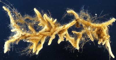 Image result for mycorrhizal roots
