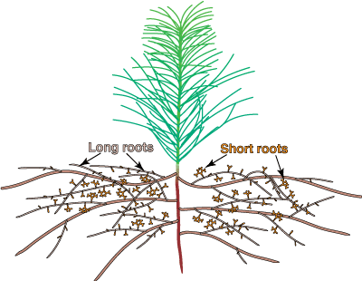 pine roots diagram system seedling mycorrhizal long short mycorrhizas illustrate ecm info hartig