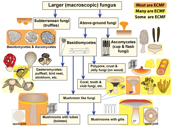 Types of larger fungi