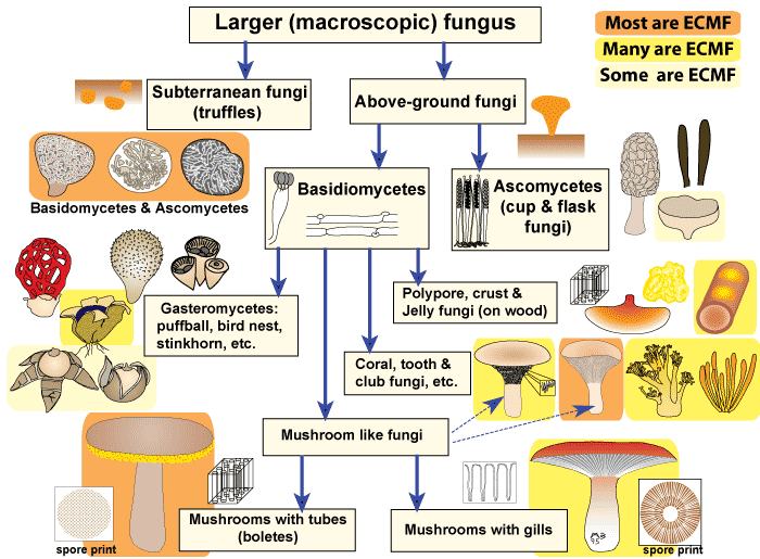 https://mycorrhizas.info/emfungi/Fungus-types2.gif