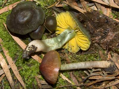 Humidicutis - a colourful mushroom