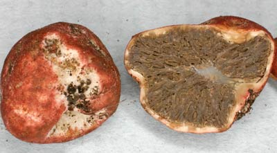 Hysterangium sp a truffle