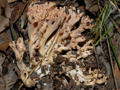 Ramaria ochraceosalmonicolor - coral fungus WA