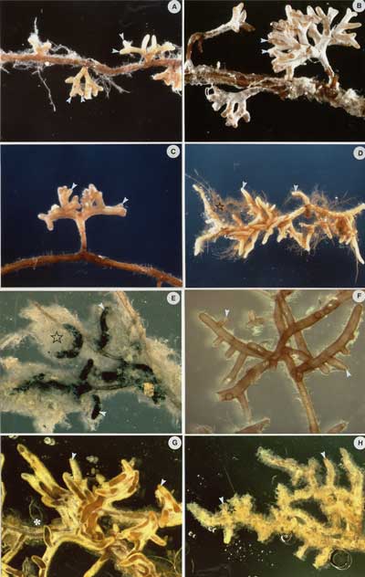 ECM morphotypes