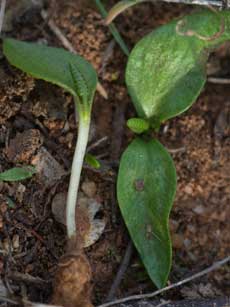 Ophioglossum sporophyte