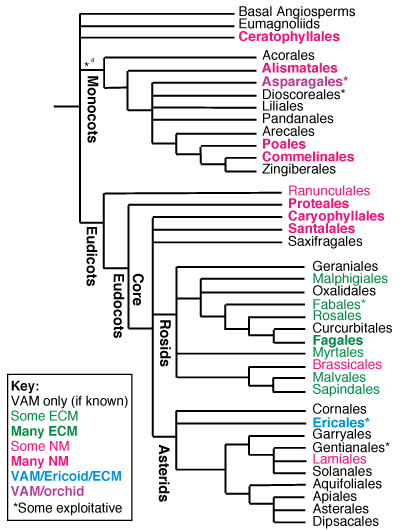 Phylogeny of angiosperms showing mycorrhizas