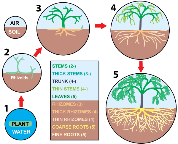 Evolution of roots from rhizomes