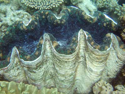 Giant Clam - Great Barrier Reef
