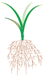 Plant with roots (3KB)