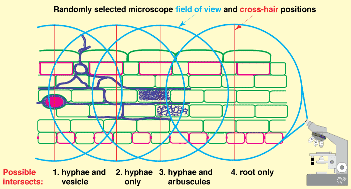 The compound microscope method for VAM assessement