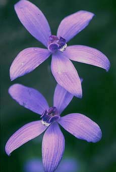 Cyanicula - Silky Blue Orchid (11KB)