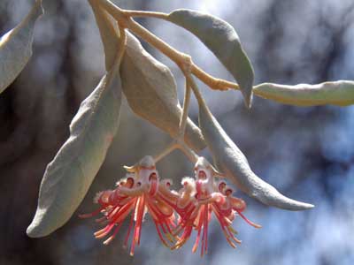 Amyema nestor - Mistletoe