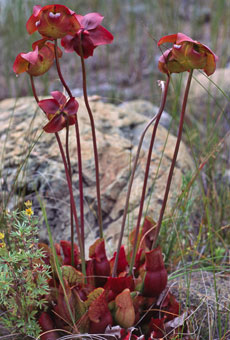 Sarracenia a pitcher plant