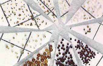 Spores on filter paper (16KB)