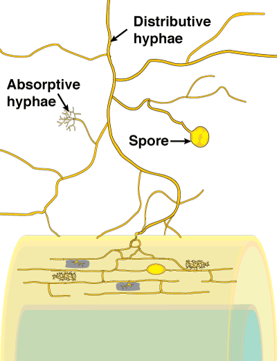 Diagram with soil hyphae and mycorrhizal root (16KB)